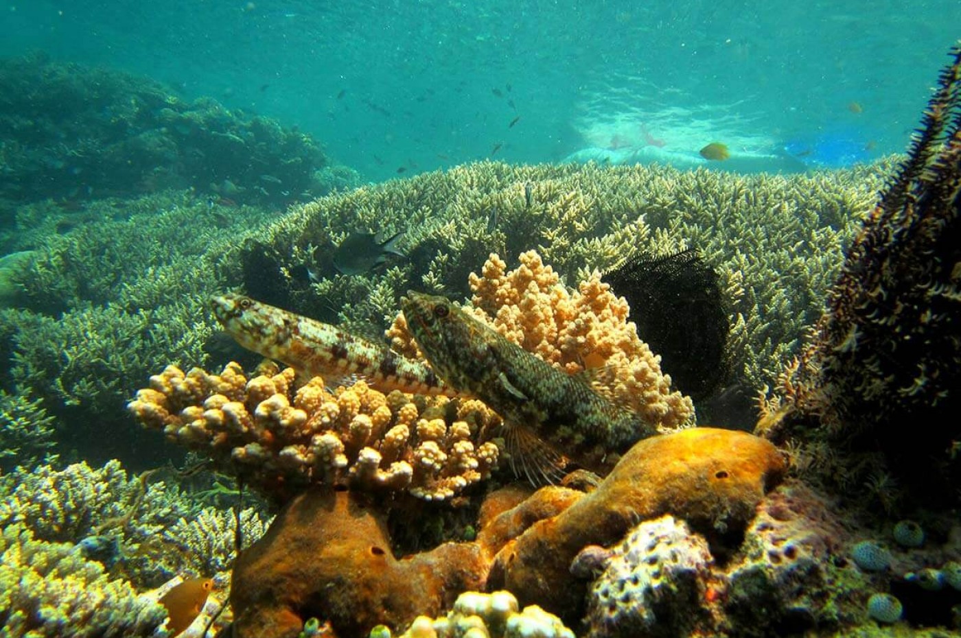 Gili Asahan Eco Lodge, Lombok