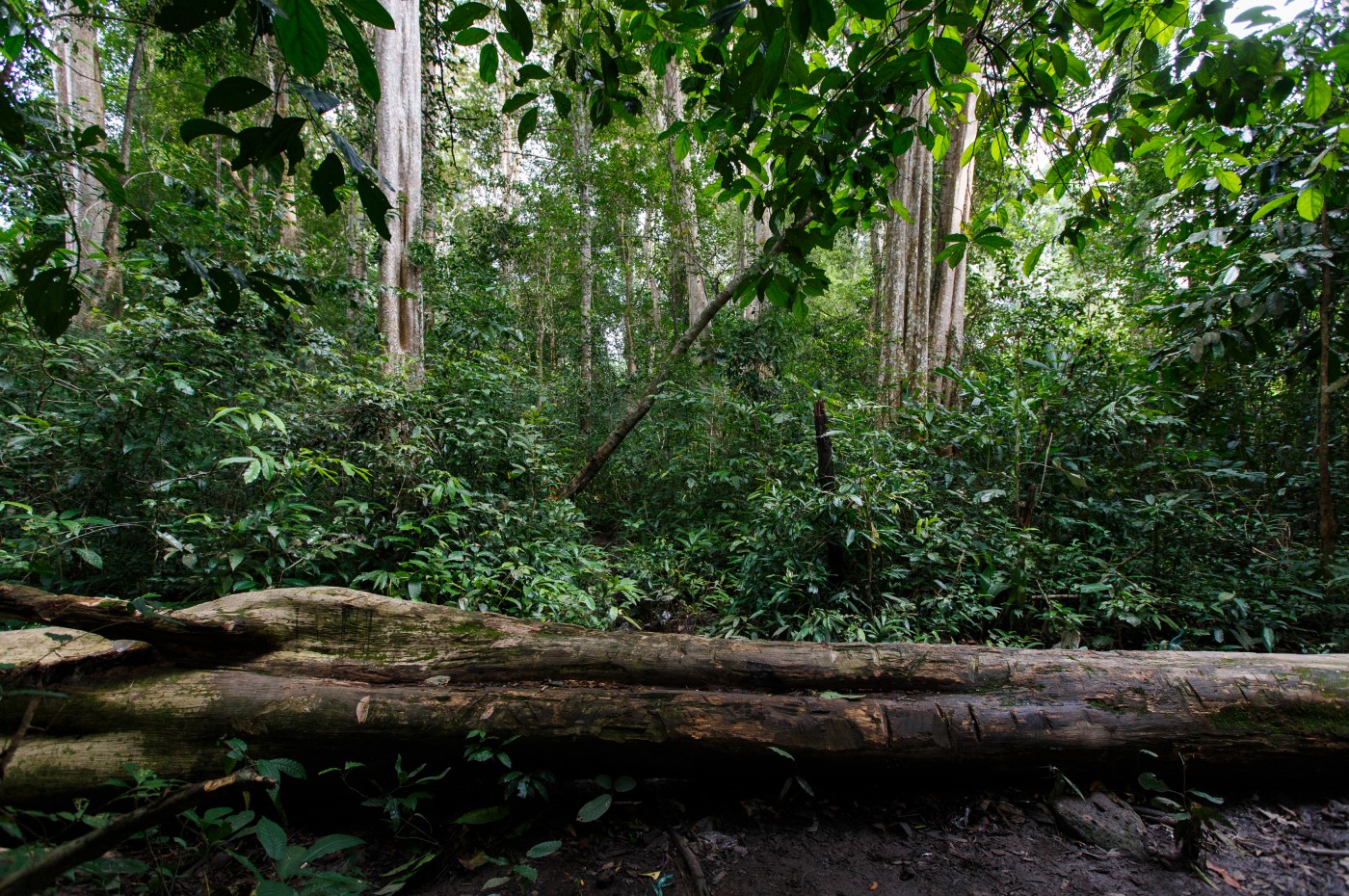 Ta Lai Longhouse, Ca Tien