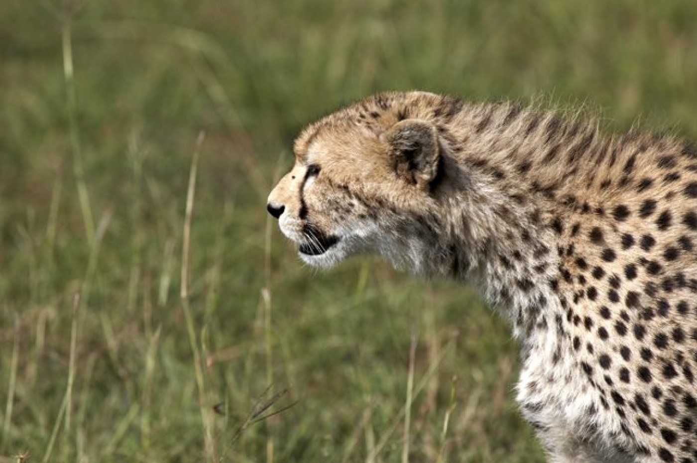 Gepard ved Dunia Camp