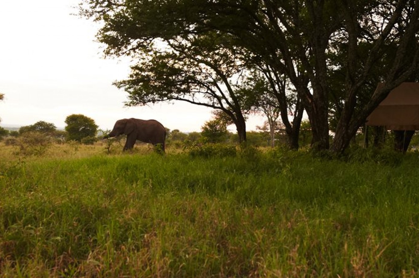 Dunia Camp tæt på wildlife