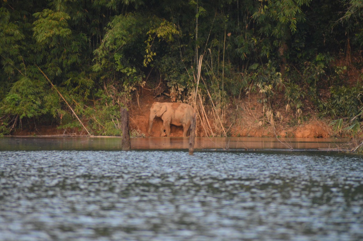 Keeree Warin, Cheow Larn Lake, Khao Sok