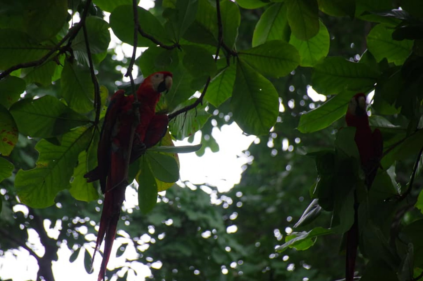 Papegøje ved La Leona