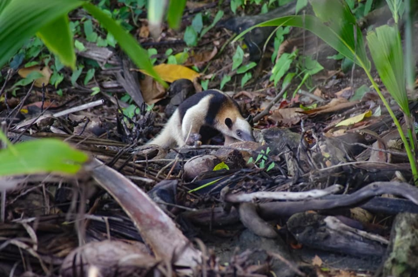 Næsebjørn ved La Leona