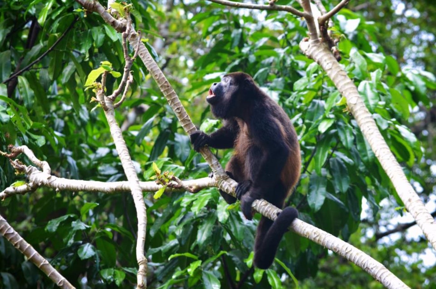 La Cusinga Lodge monkey, Costa Rica