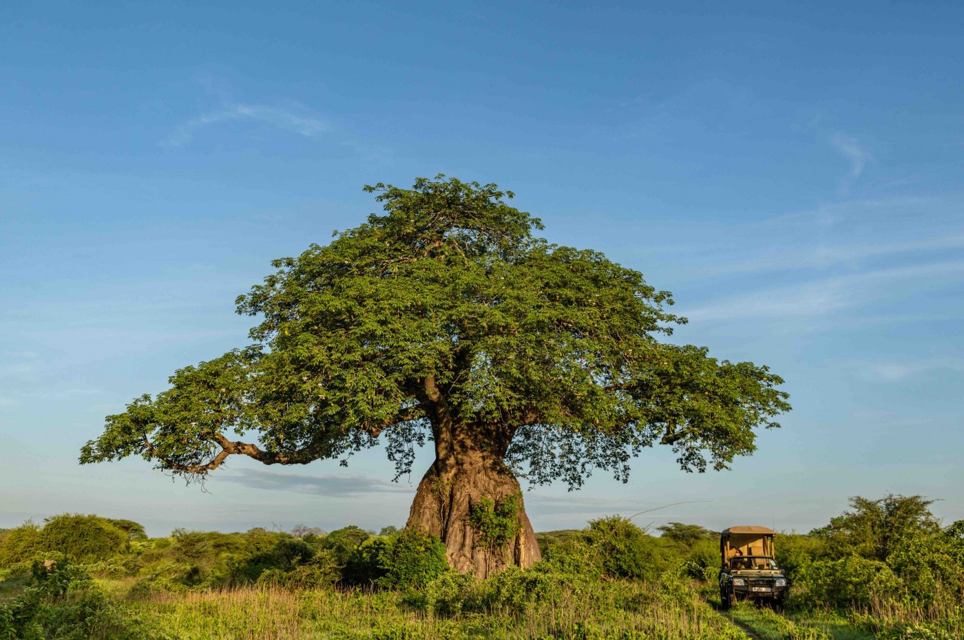 Jongomera, Ruaha, Tanzania