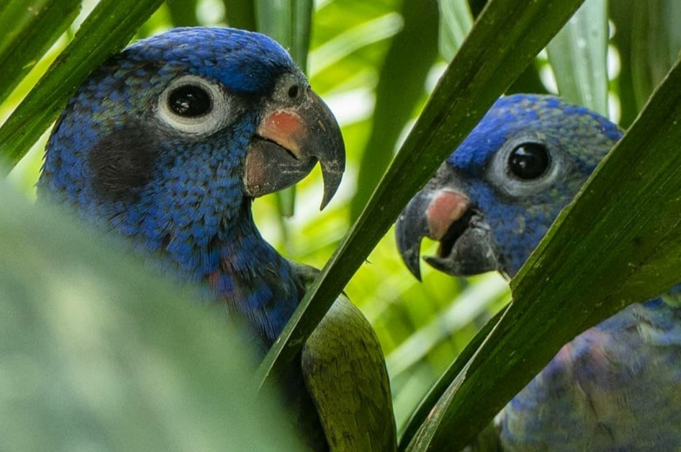 Kuyana Amazon Lodge, Amazonas, Ecuador