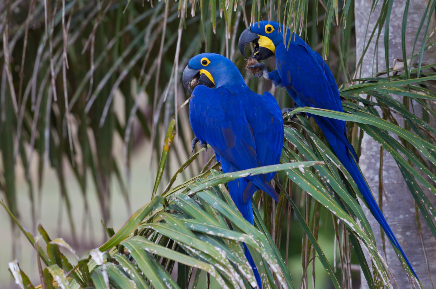 Araras Eco Lodge, Pantanal, Brazil