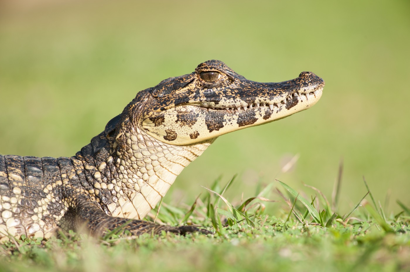 Araras Eco Lodge, Pantanal, Brazil
