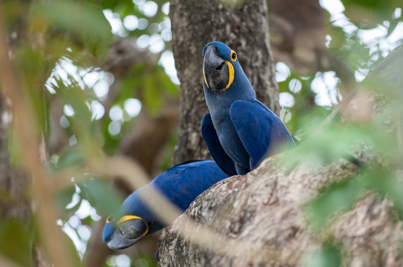 Araras Eco Lodge, Pantanal, Brazil