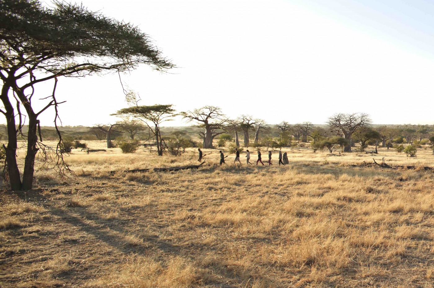 Kichaka Expeditions, Ruaha, Tanzania
