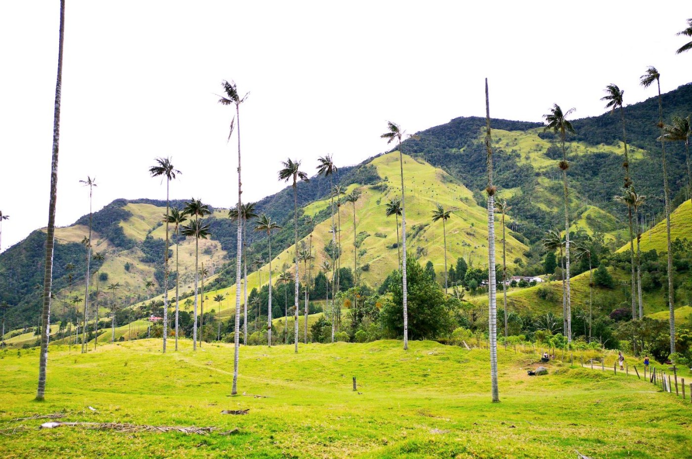 Cocora Valley, Kafferegionen, Colombia