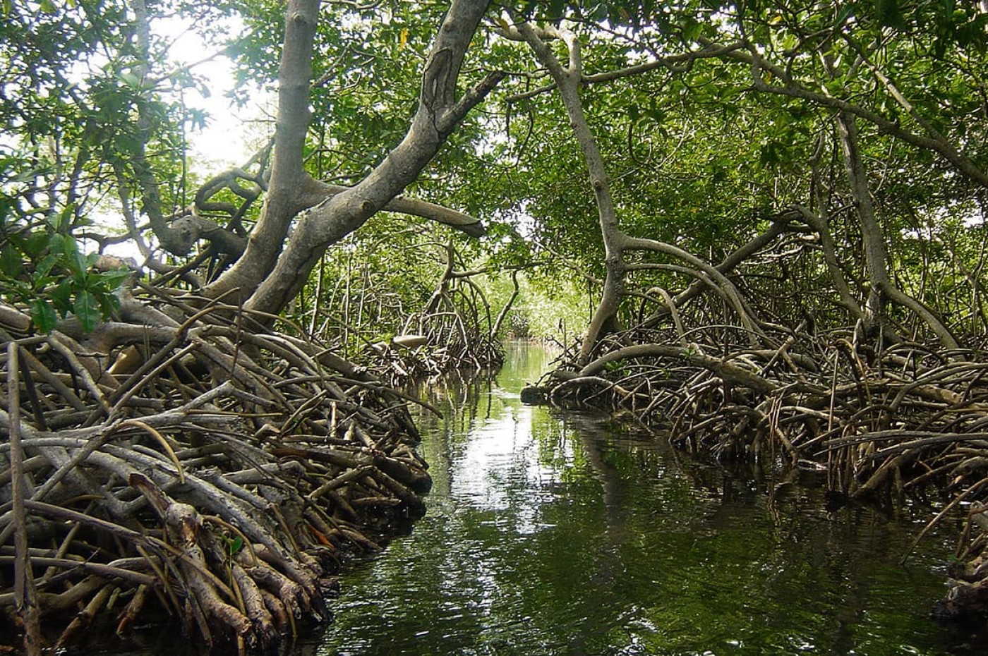 Mangrove i Reserva Natural Sanguaré, Den Caribiske Kyst, Colombia
