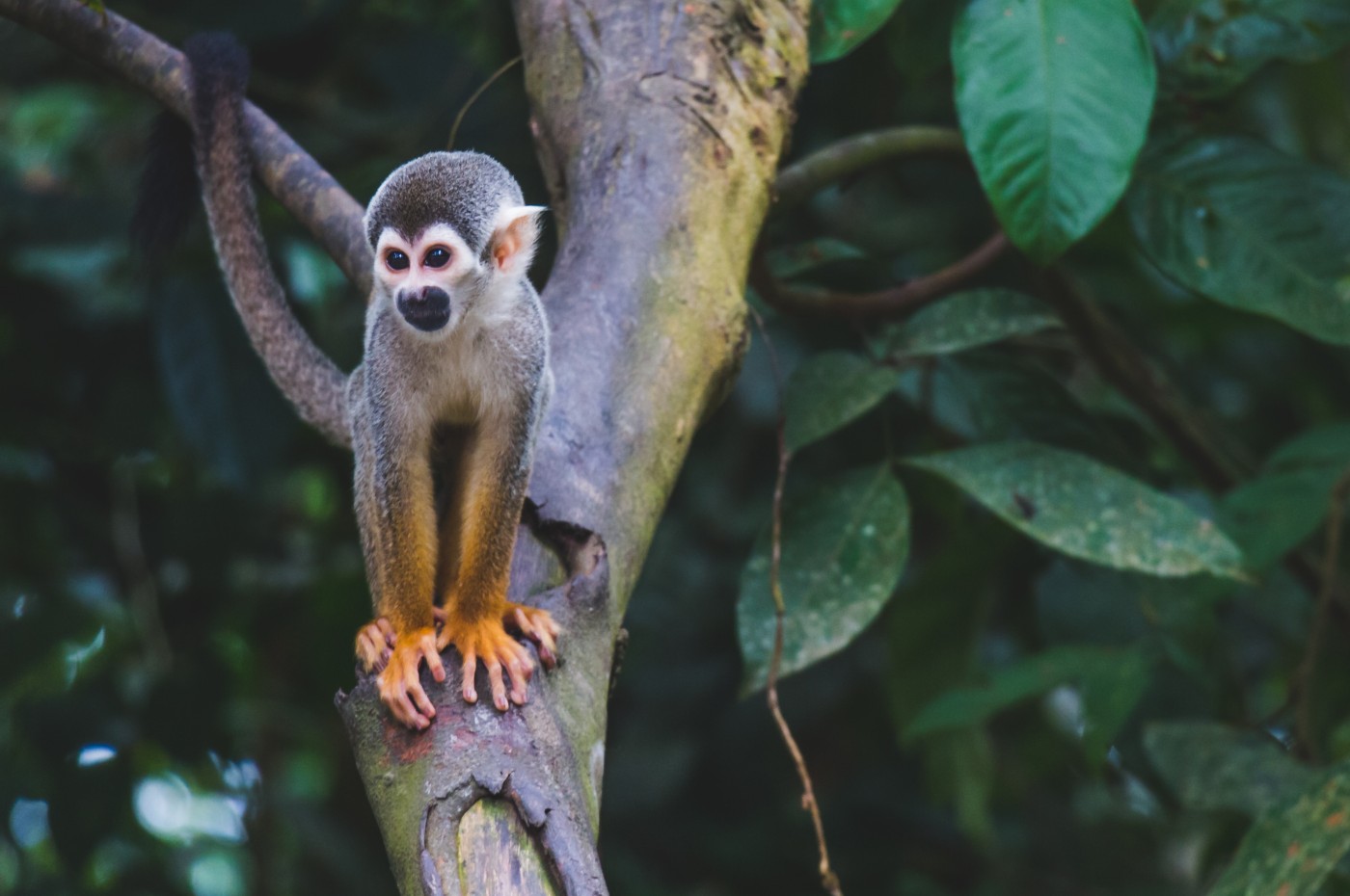 Abe i Tayrona Santa Marta, Colombia