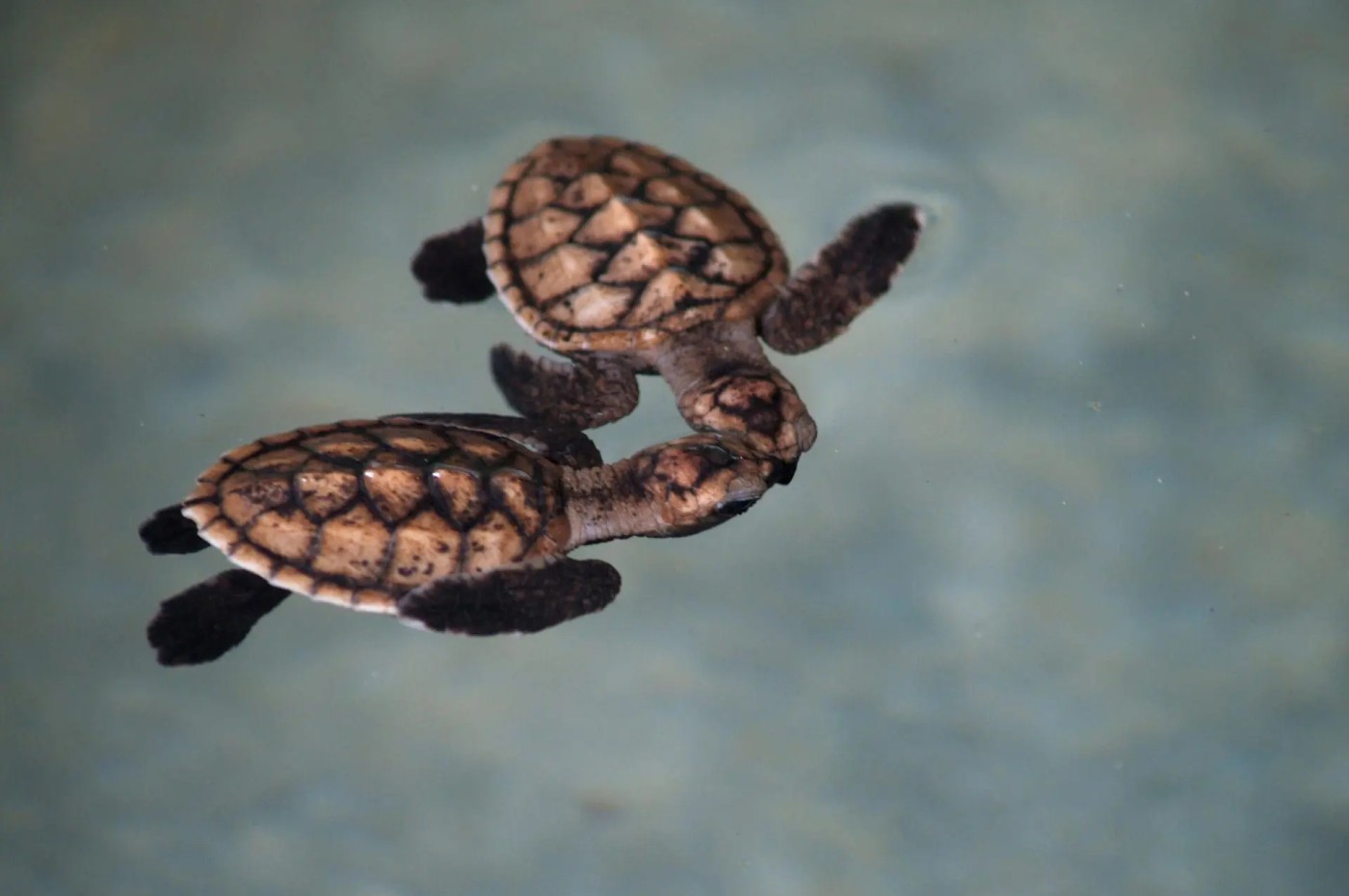 Gili Asahan, Indonesien