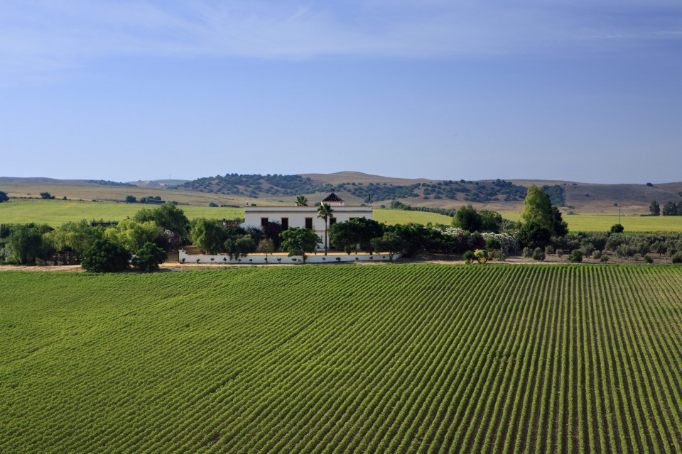 bomuldsmarker omkring Hacienda de San Rafael, Las Cabezas, Andalusien