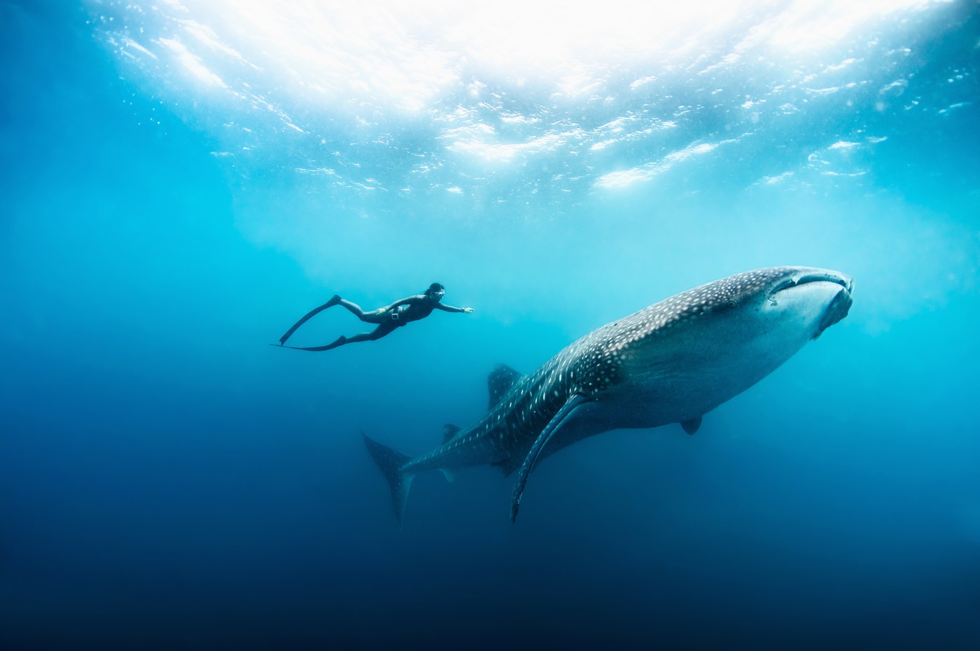 Soneva Fushi Whale Shark