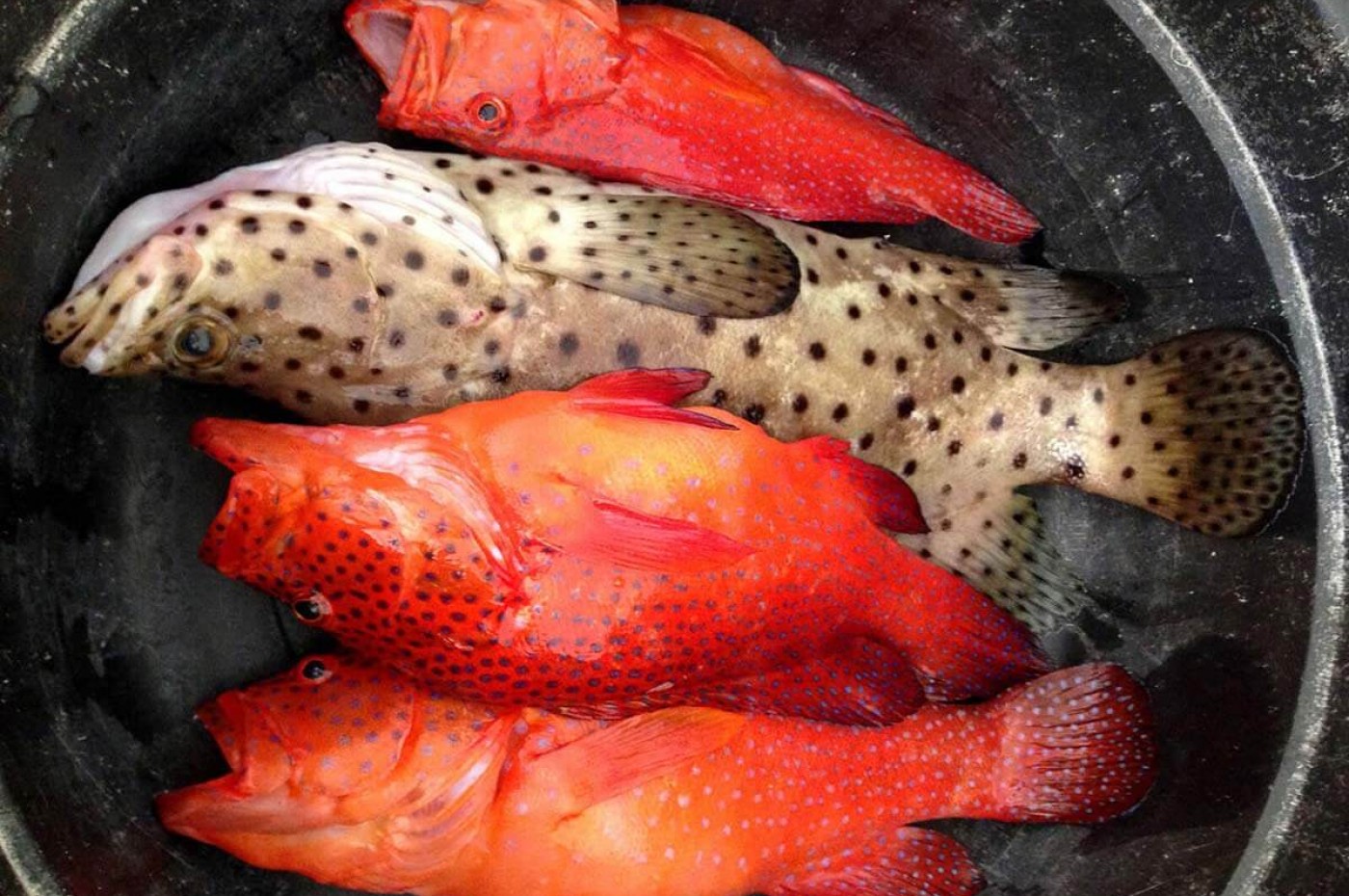 Gili Asahan Eco Lodge, Lombok