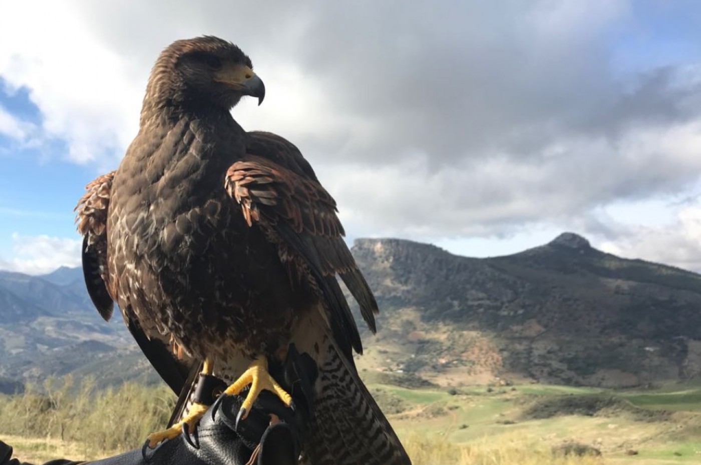 La Donaira Falcon