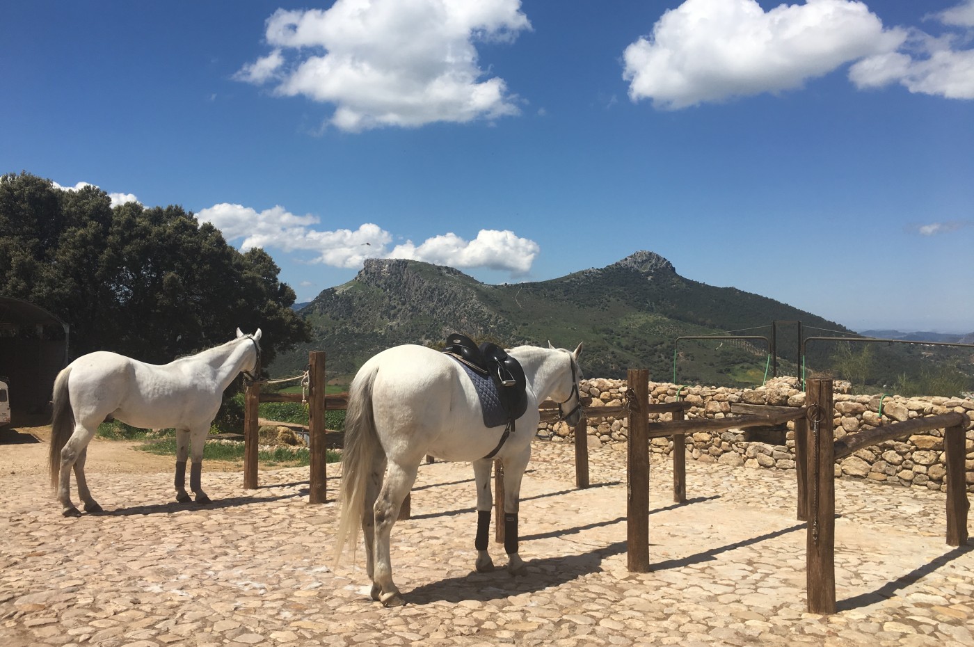 La Donaira Positano Horses