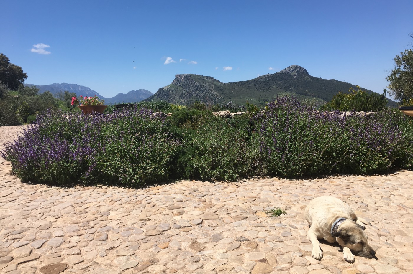 La Donaira The Dog