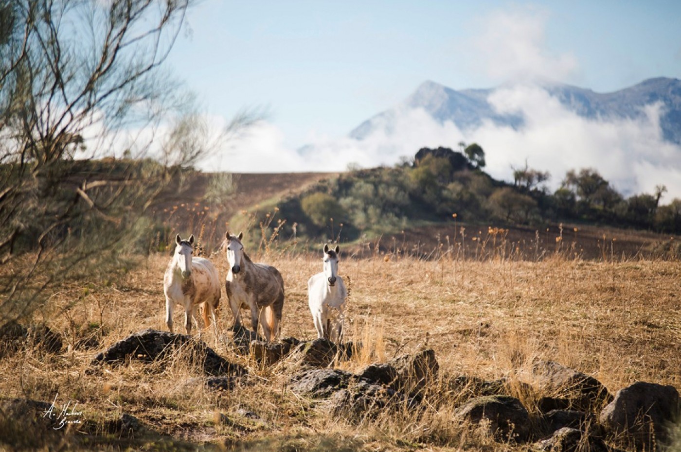 La Donaira Horses Outside