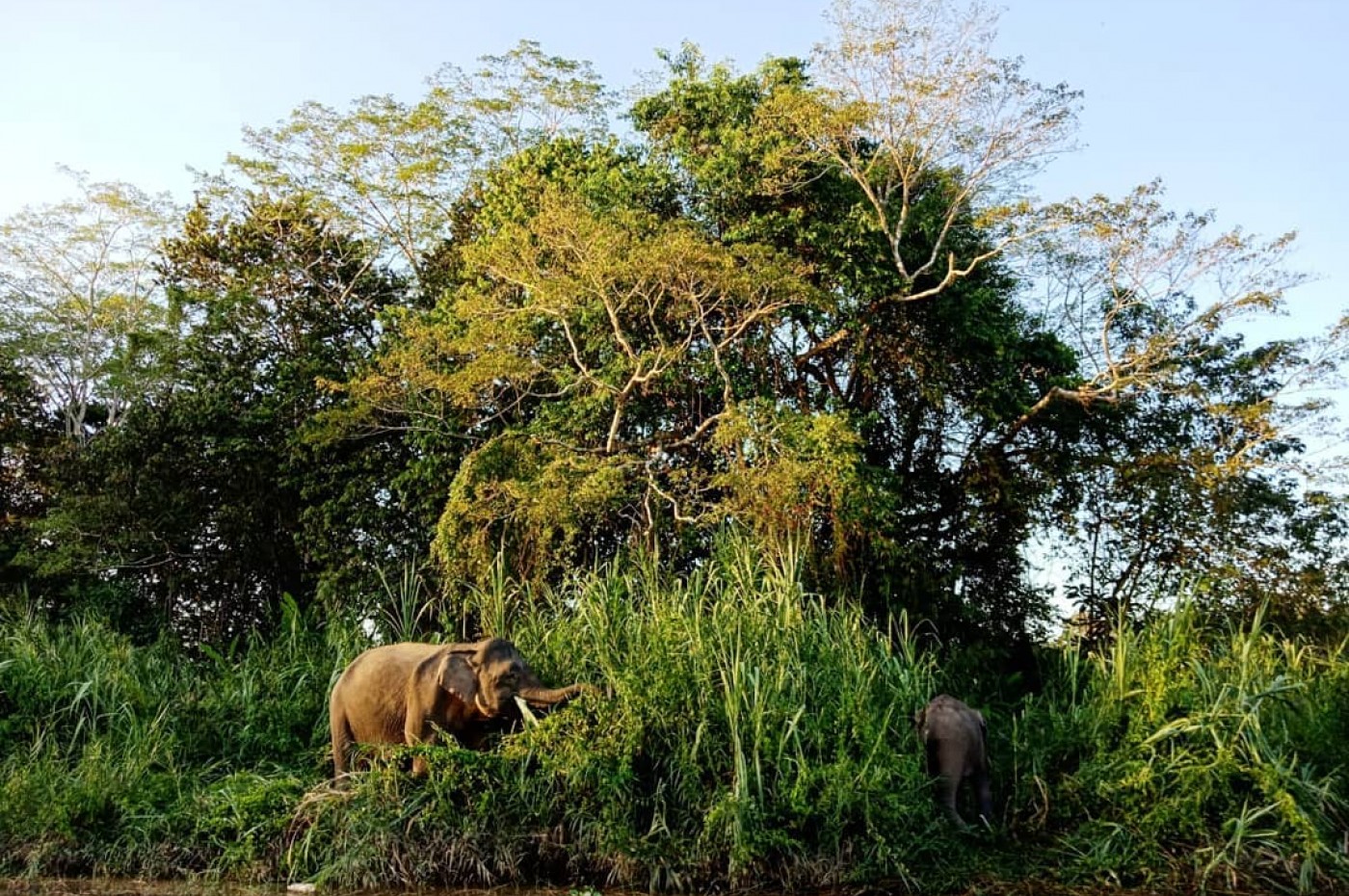 Borneo, Kinabatangan Wetlands Resort