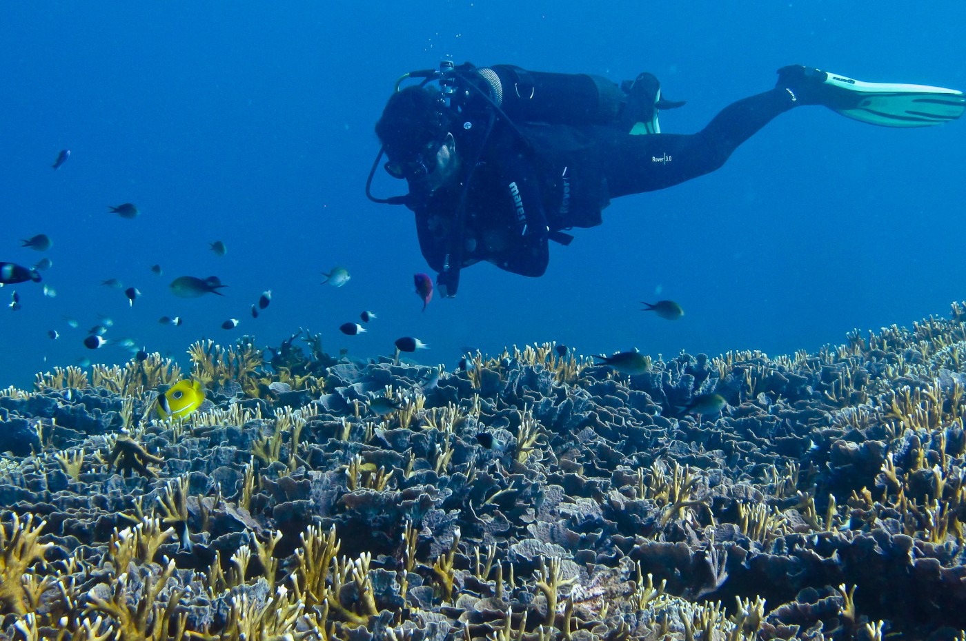Chole Mjini, Mafia Islands