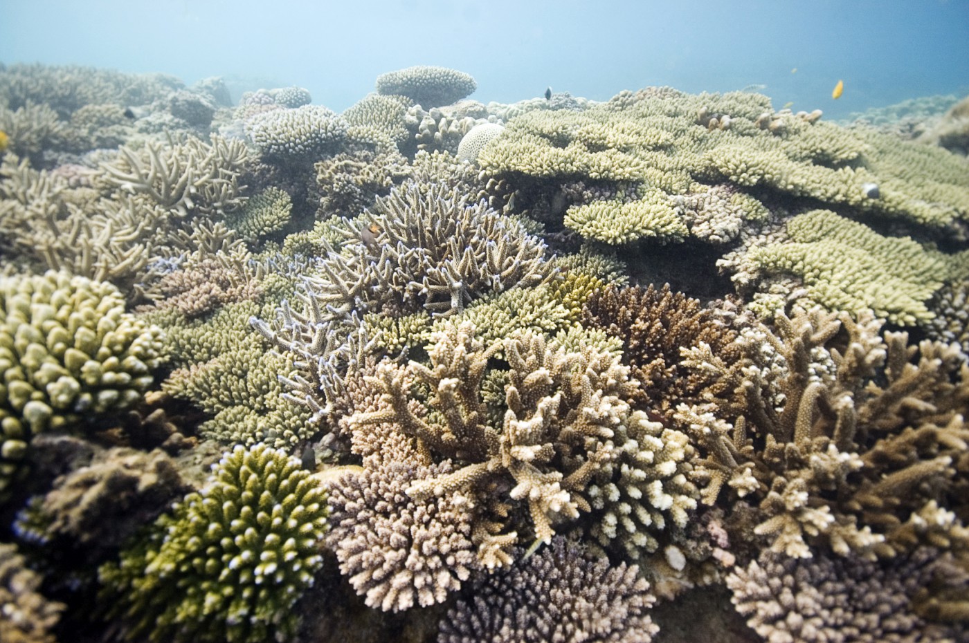 Chumbe Island Coral Park, Zanzibar