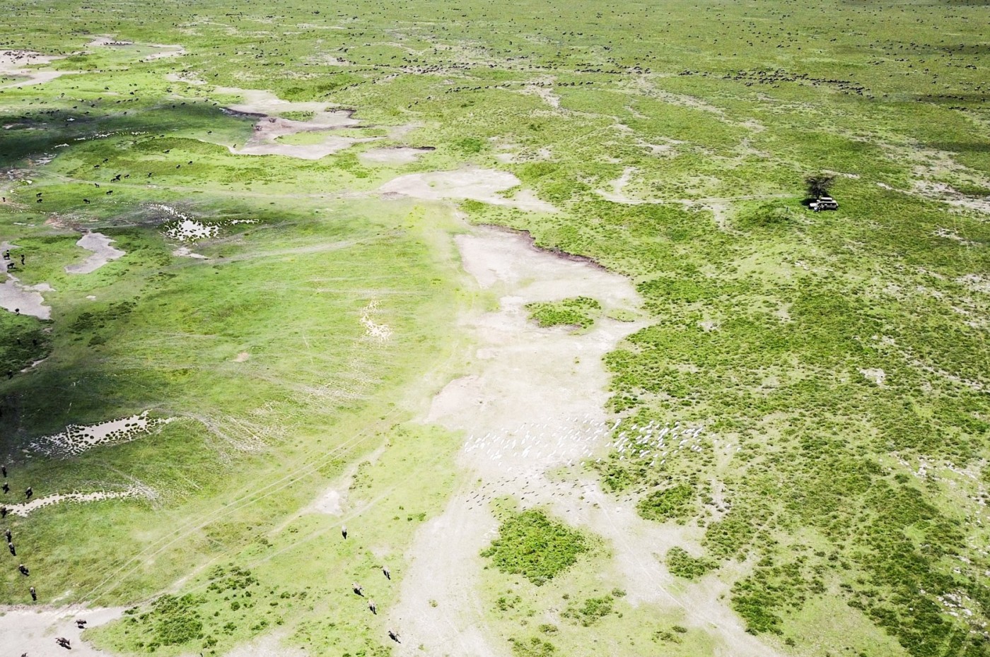 Green Camp, Serengeti