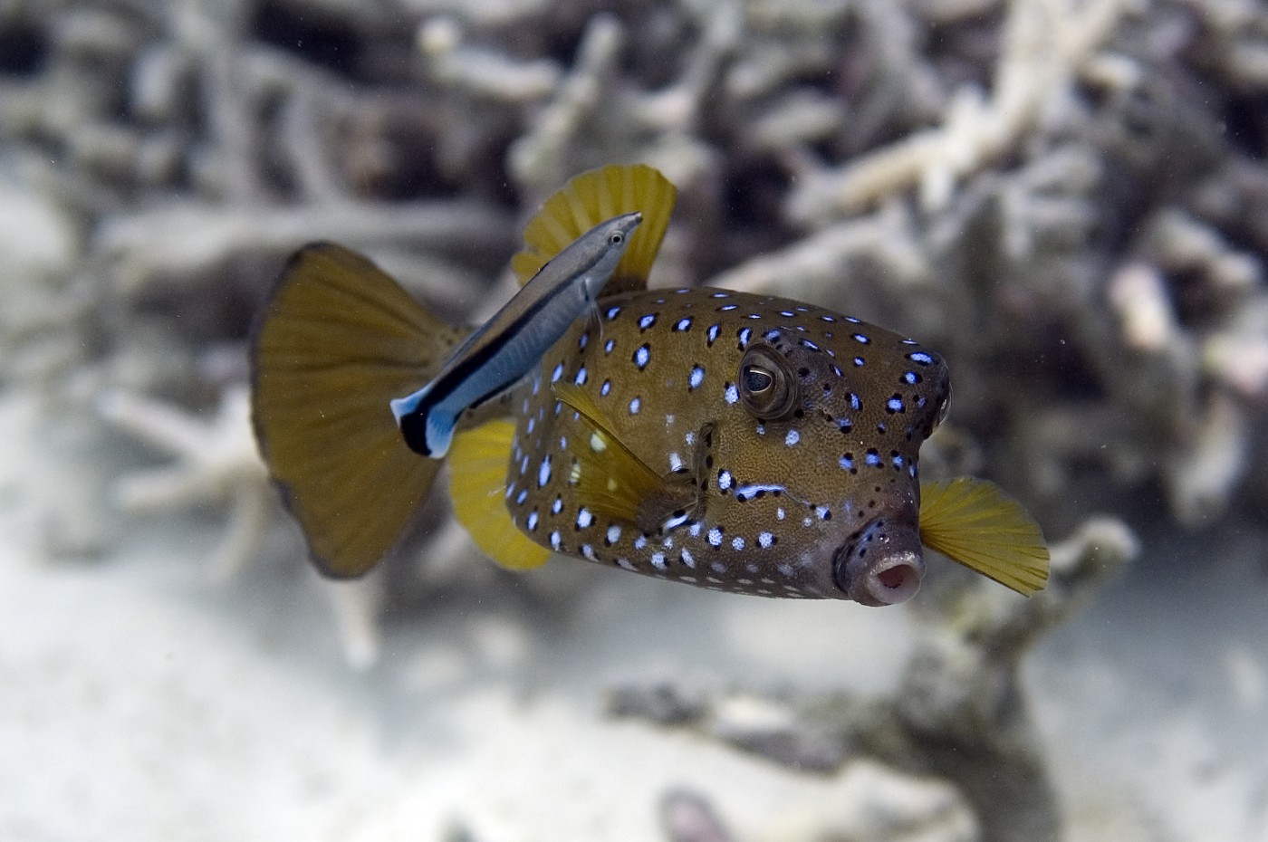 Chumbe Island Coral Park, Zanzibar