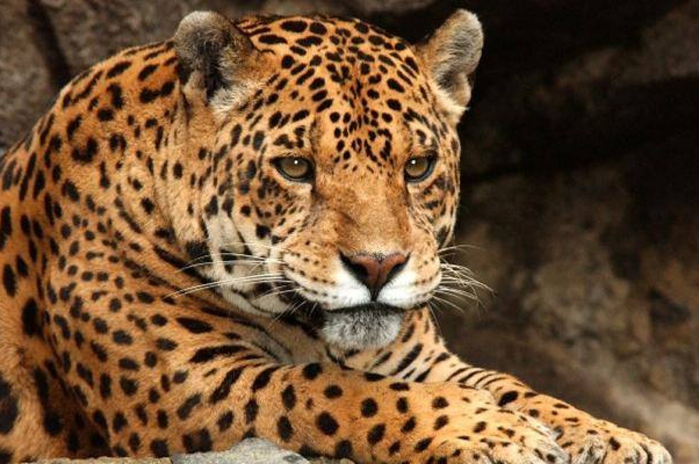 Ecuador og Amazonas med jaguar