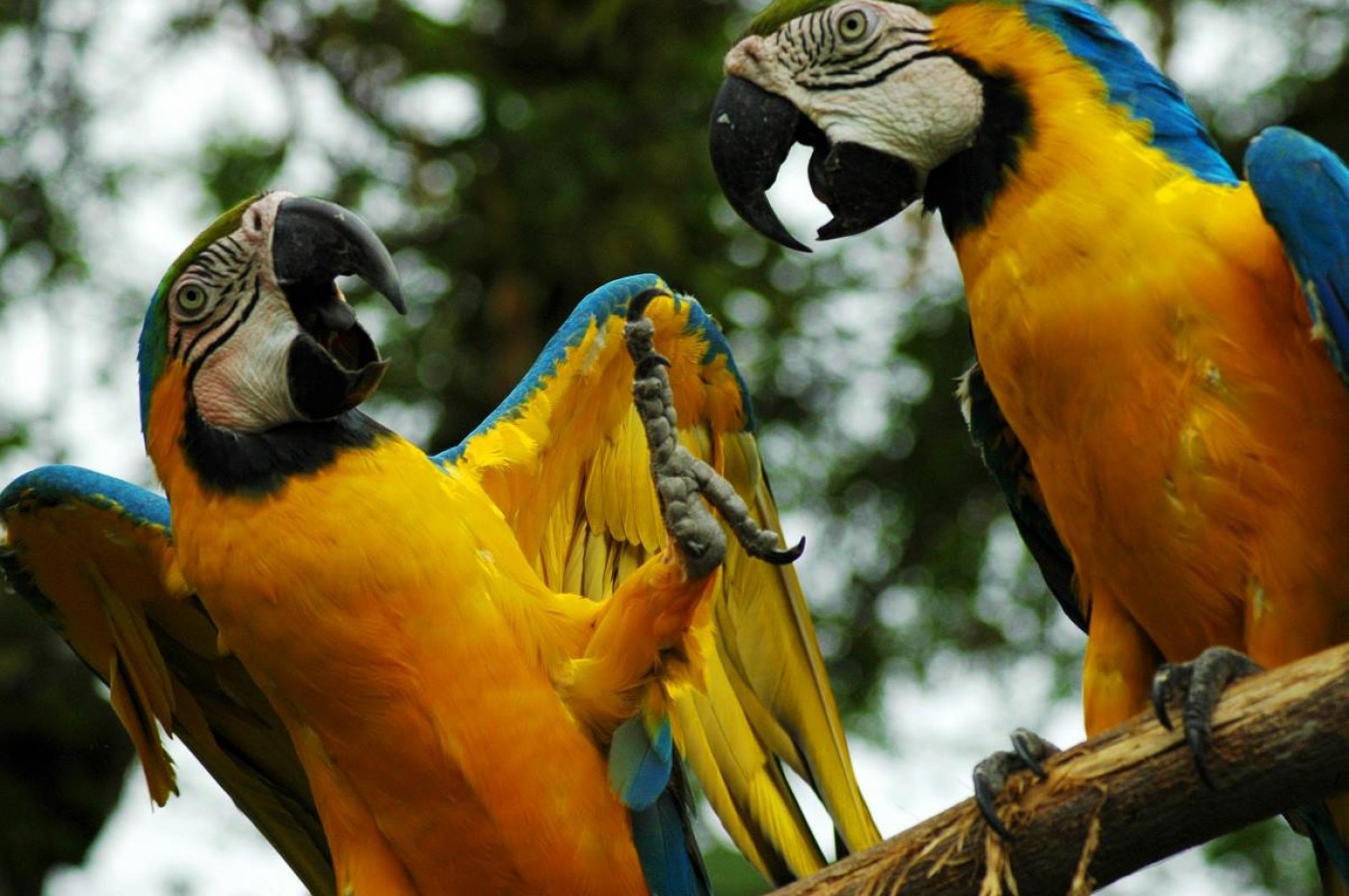 Amazonas i Ecuador er en unik oplevelse og biodiversiteten er stor