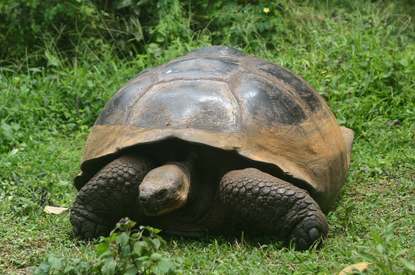 Galapagos tæt på kæmpe skildpadder