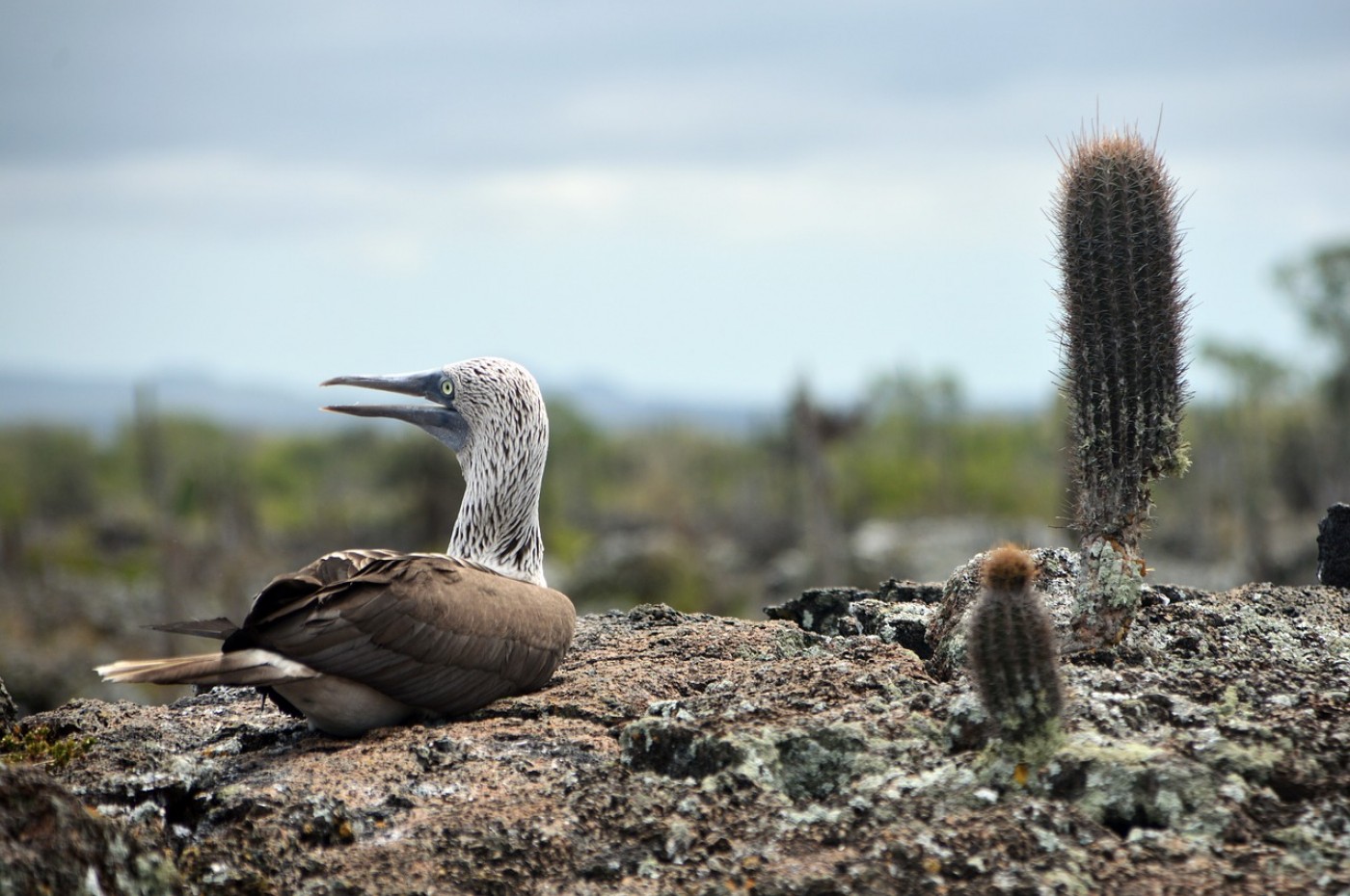Galapagos kom helt tæt på dyrene