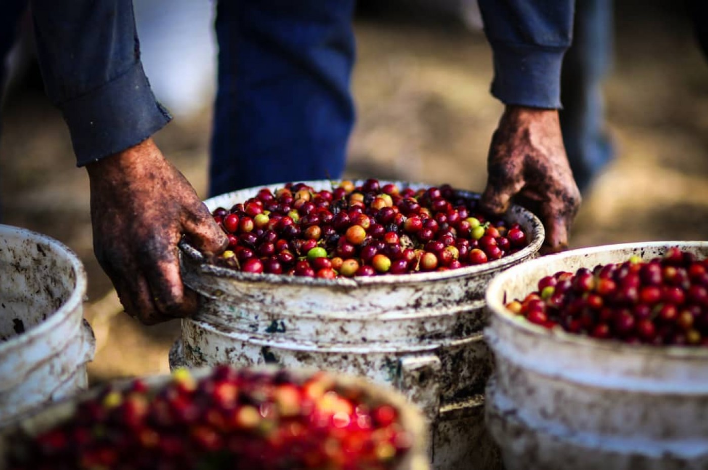Costa Rica er rigt på kaffe