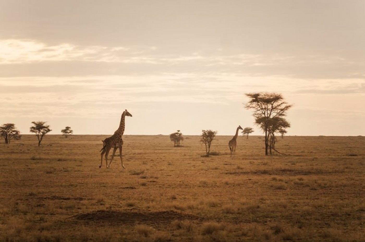 Giraf ved Serengetisletten