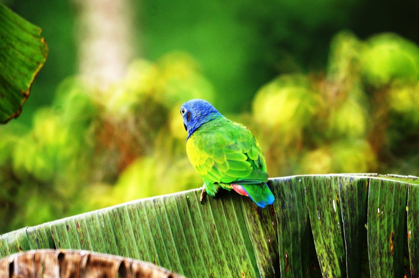 Papegøje, Amazonas, Colombia