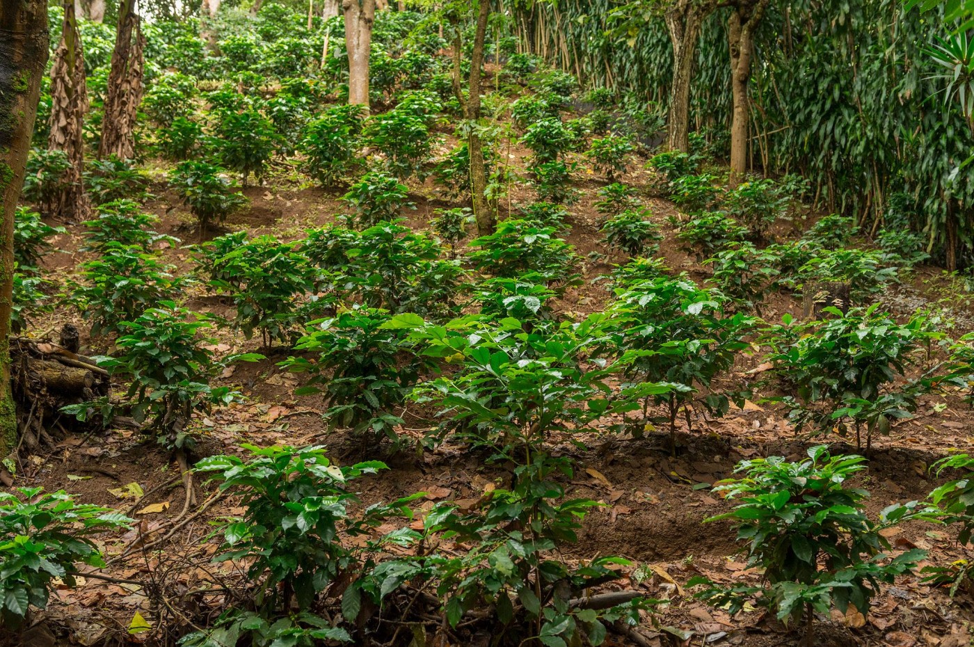 Finca Rosa Blanca, San Jose