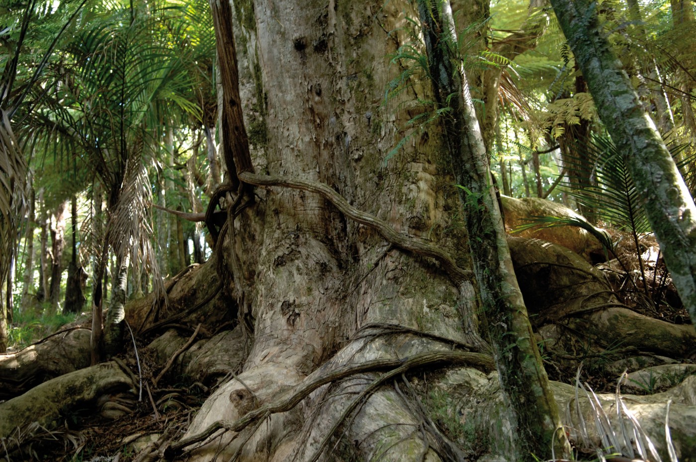 Tree trunk Tahi North Island