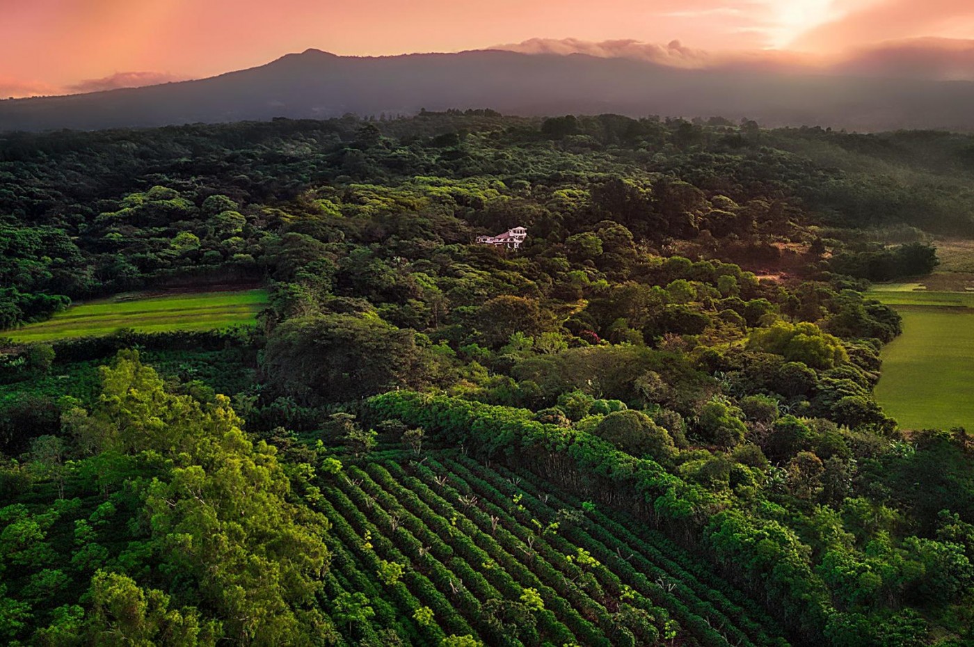 Finca Rosa Blanca, San Jose
