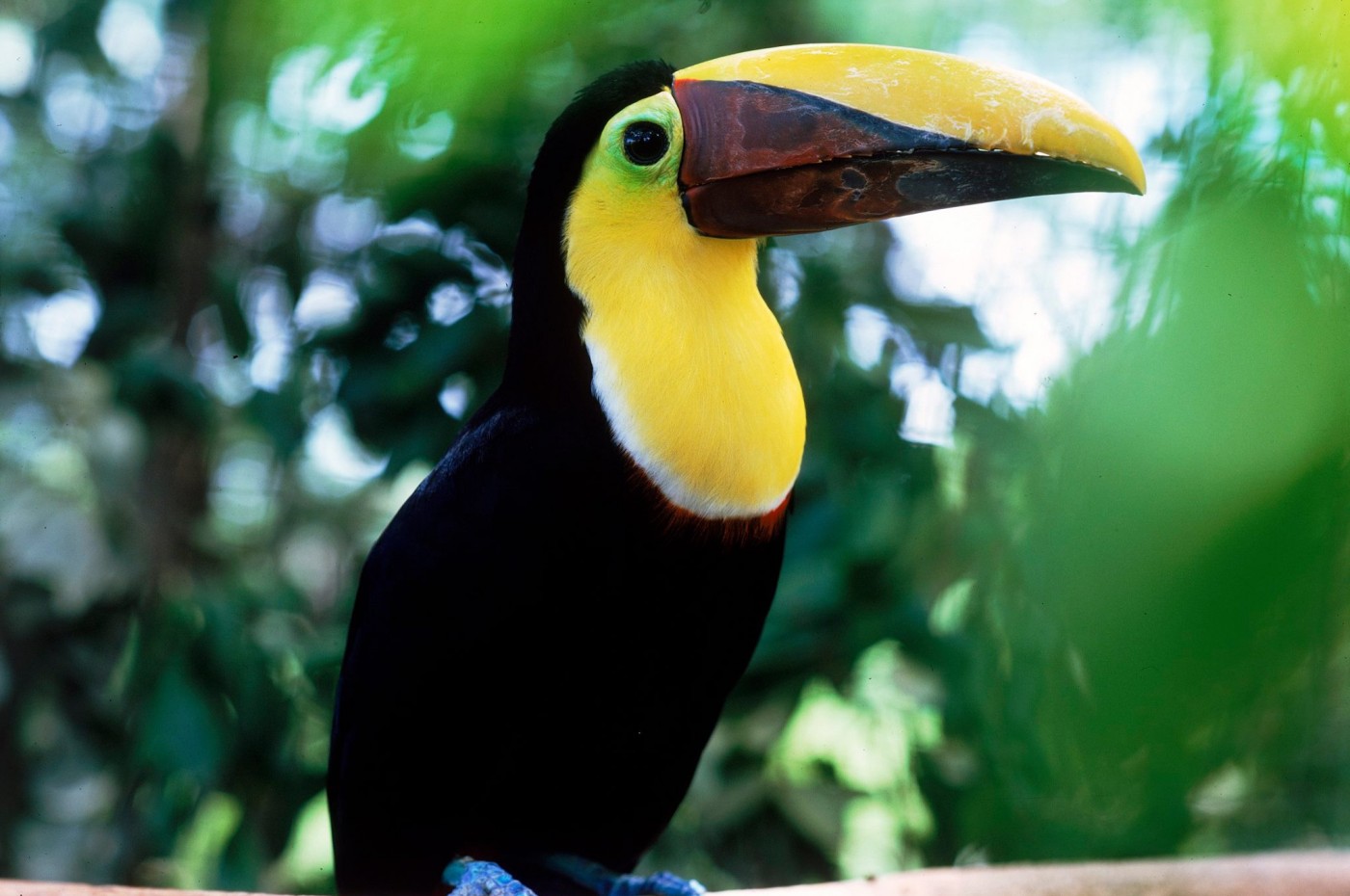 Costa Rica tukan