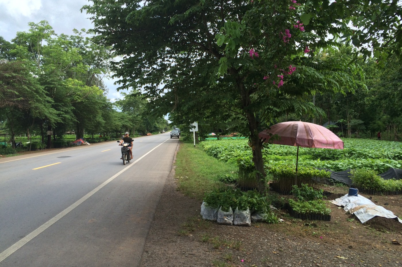 Road to Loei
