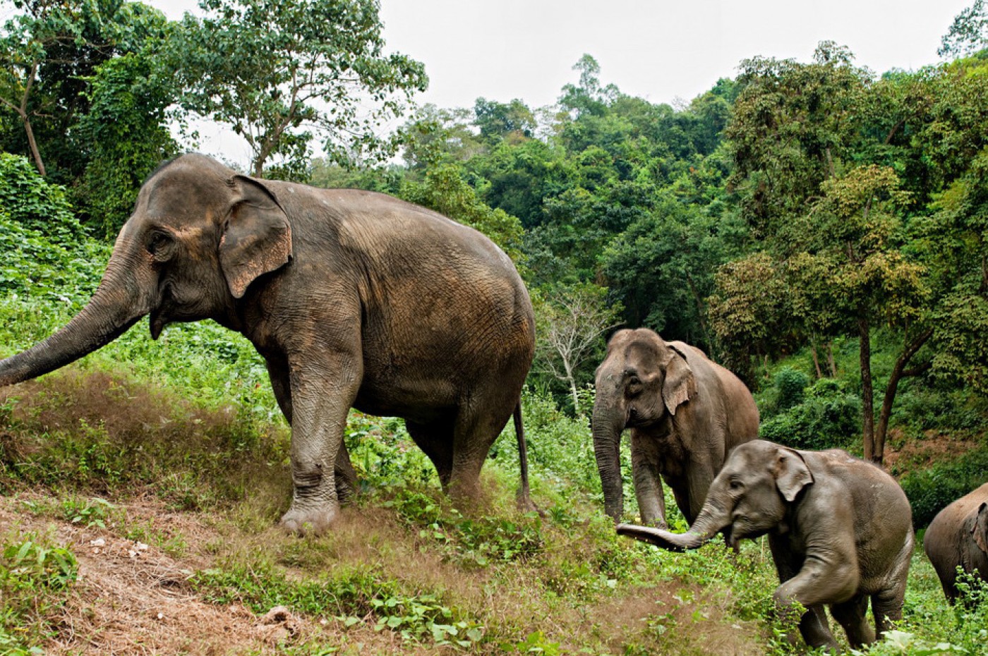 LAOS Elephant Conservation Center cropped