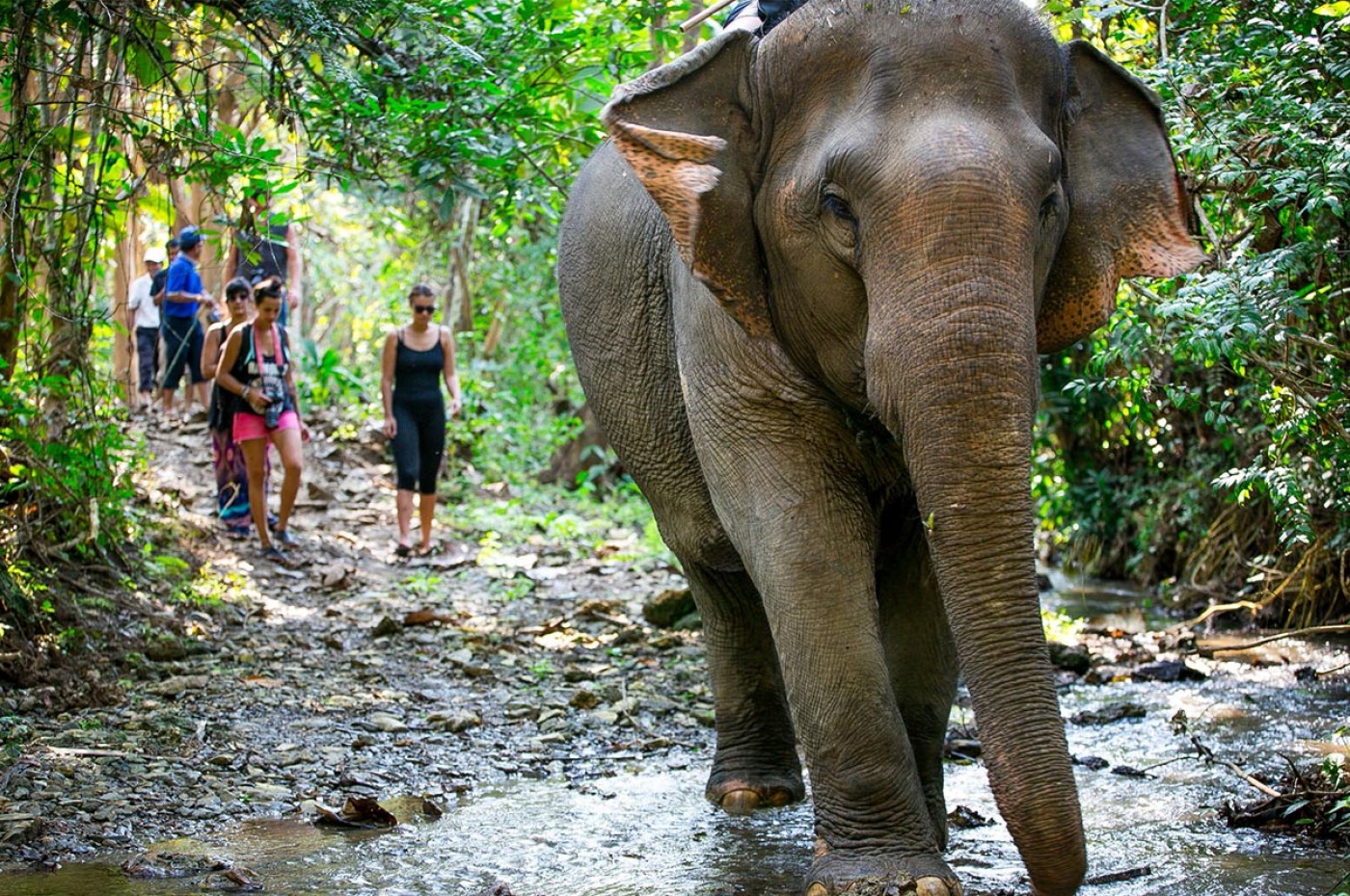 Mandalao Elephant Sanctuary