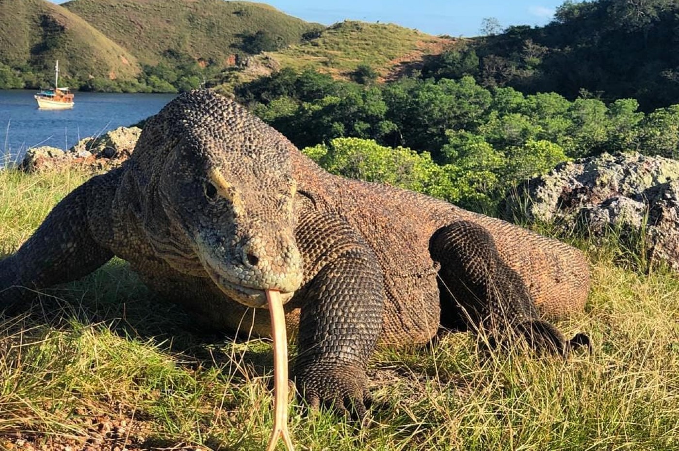 Komodovaran