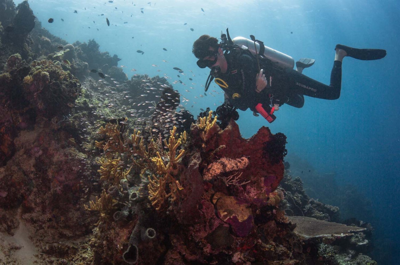The Seraya, Komodo