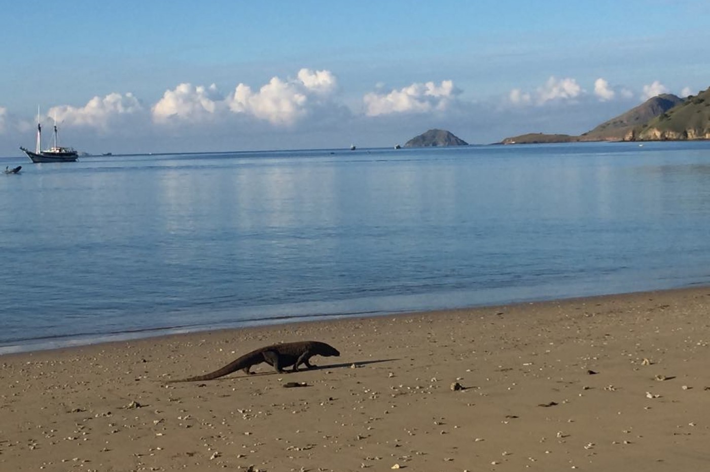 Komodo dragon on beach