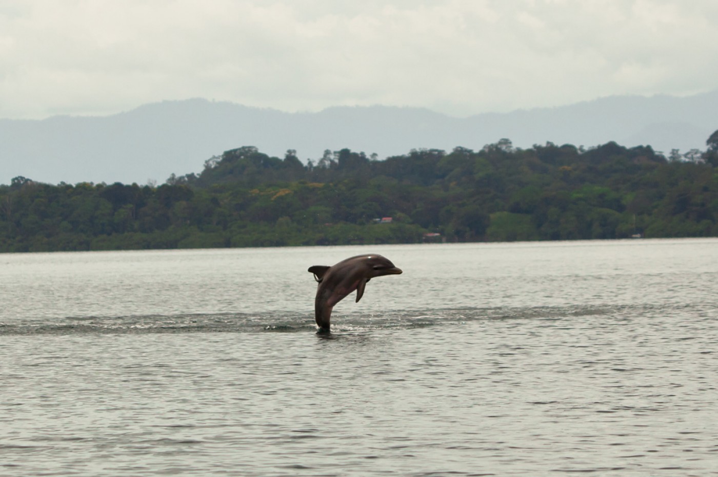 Dolphin Al Natural Resort Panama