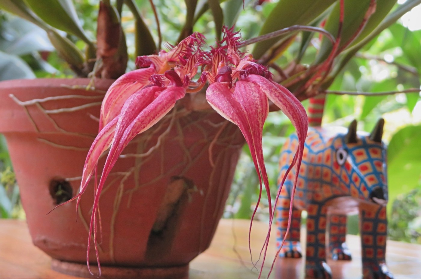 Orchid Pura Vida Hotel
