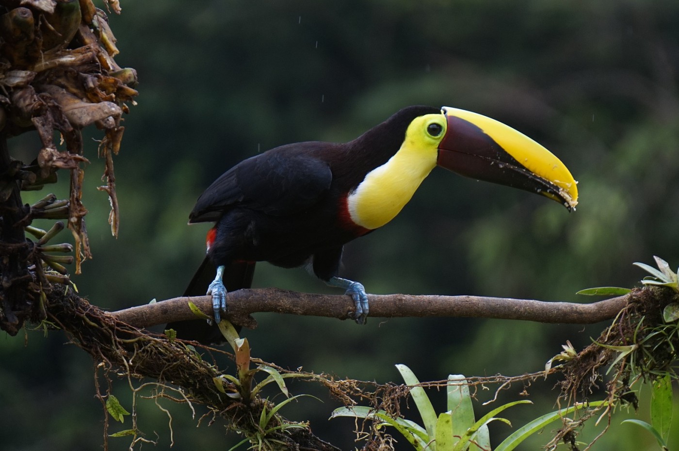Toucan Costa Rica
